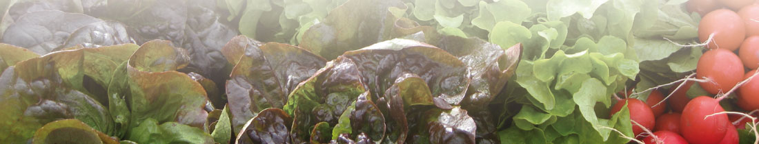 Salate Hoflade Steibruch